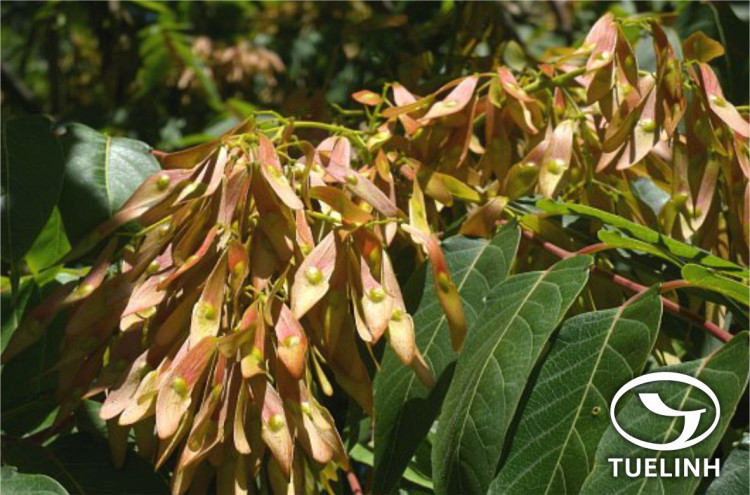 Ailanthus altissima (Mill.) Swingle 1 Ailanthus altissima (Mill.) Swingle 1