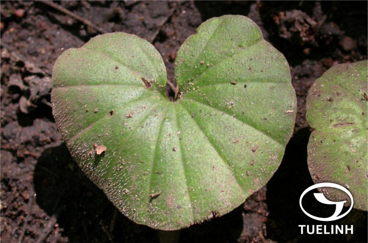 Nervilia plicata (Andr.) Schltr. 1