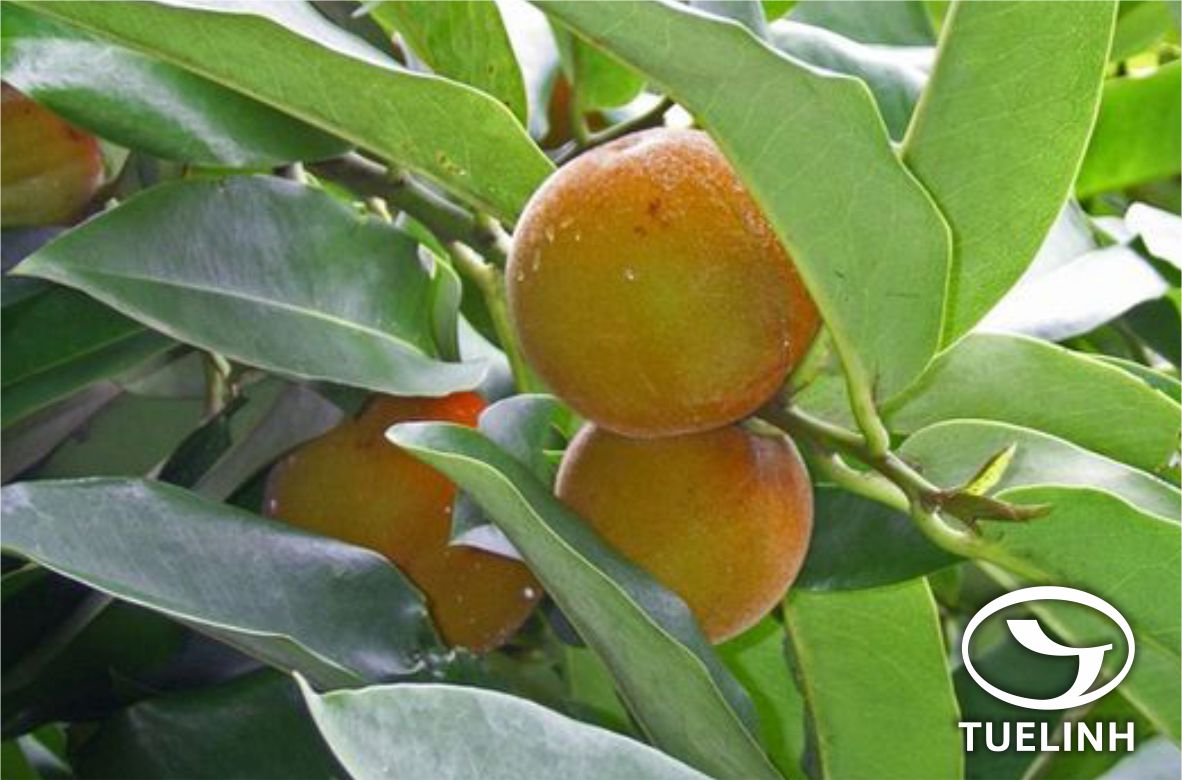 Diospyros toposia Buch.-Ham. 1 Diospyros toposia Buch.-Ham. 1