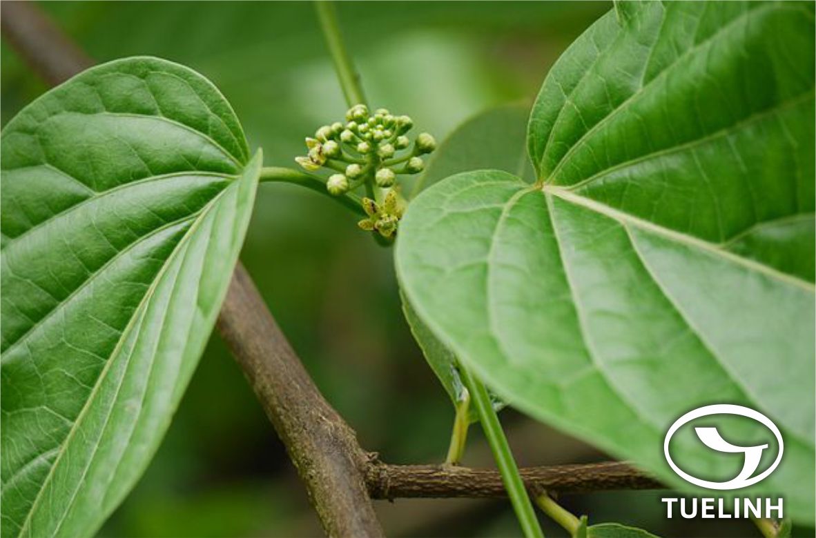 Cosmostigma racemosum (Roxb.) Wight 1 Cosmostigma racemosum (Roxb.) Wight 1