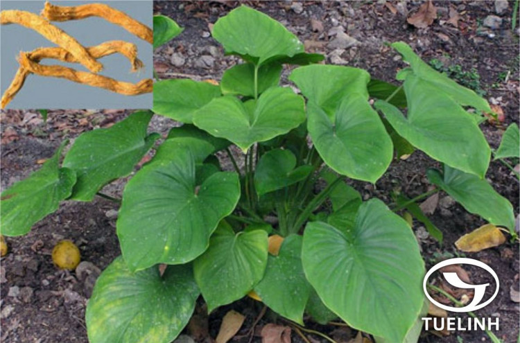 Homalomena cochinchinensis Engl. 1 Homalomena cochinchinensis Engl. 1