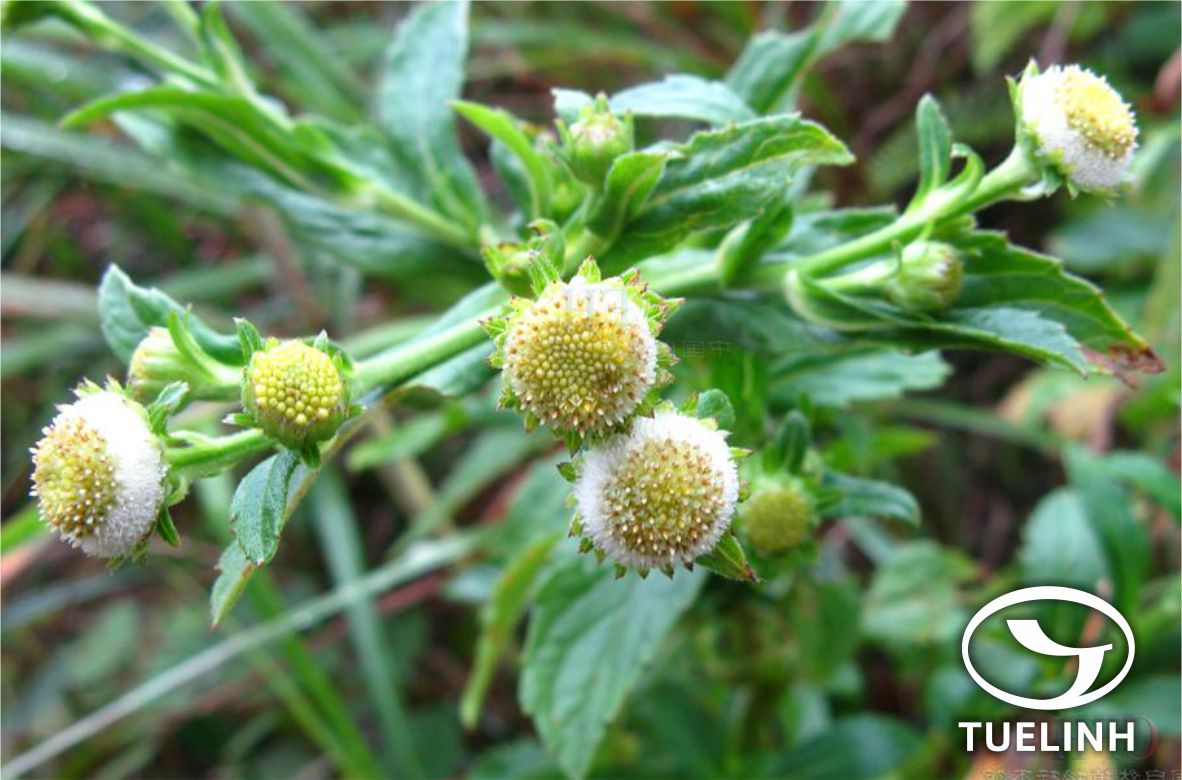 Myriactis nepalensis Less. 1