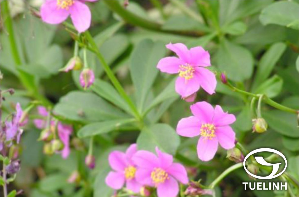 Talinum paniculatum (Jacq.) Gaertn. 1