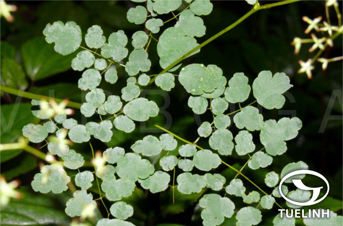 Thalictrum foliolosum DC. 1 Thalictrum foliolosum DC. 1