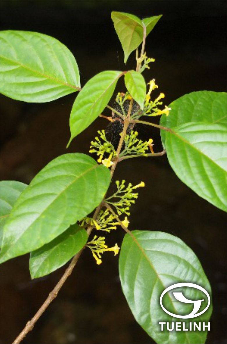 Tsoongia axillariflora Merr. 1