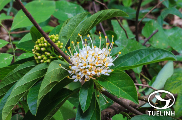 Reevesia pubescens Mast. 1 Reevesia pubescens Mast. 1