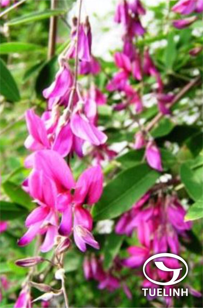 Desmodium laxum DC. ssp. leptopus (A. Gray ex Benth.) Ohashi 1 Desmodium laxum DC. ssp. leptopus (A. Gray ex Benth.) Ohashi 1