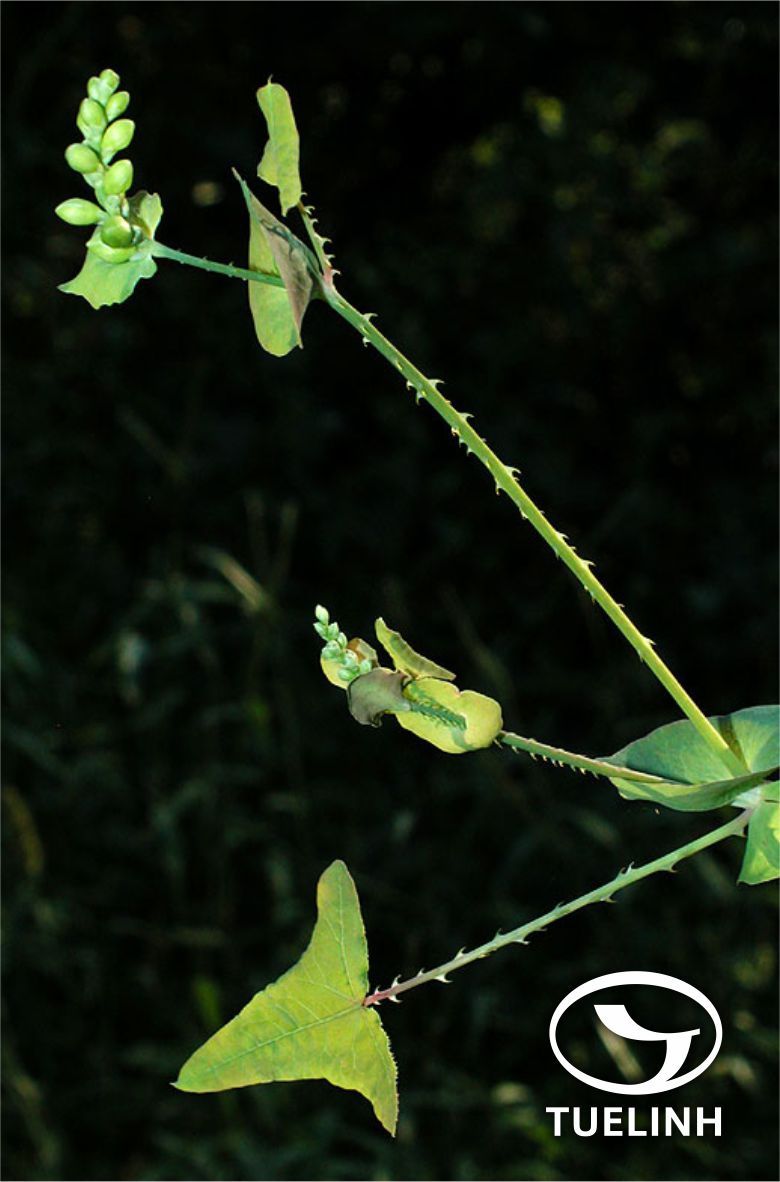 Polygonum perfoliatum L. 1