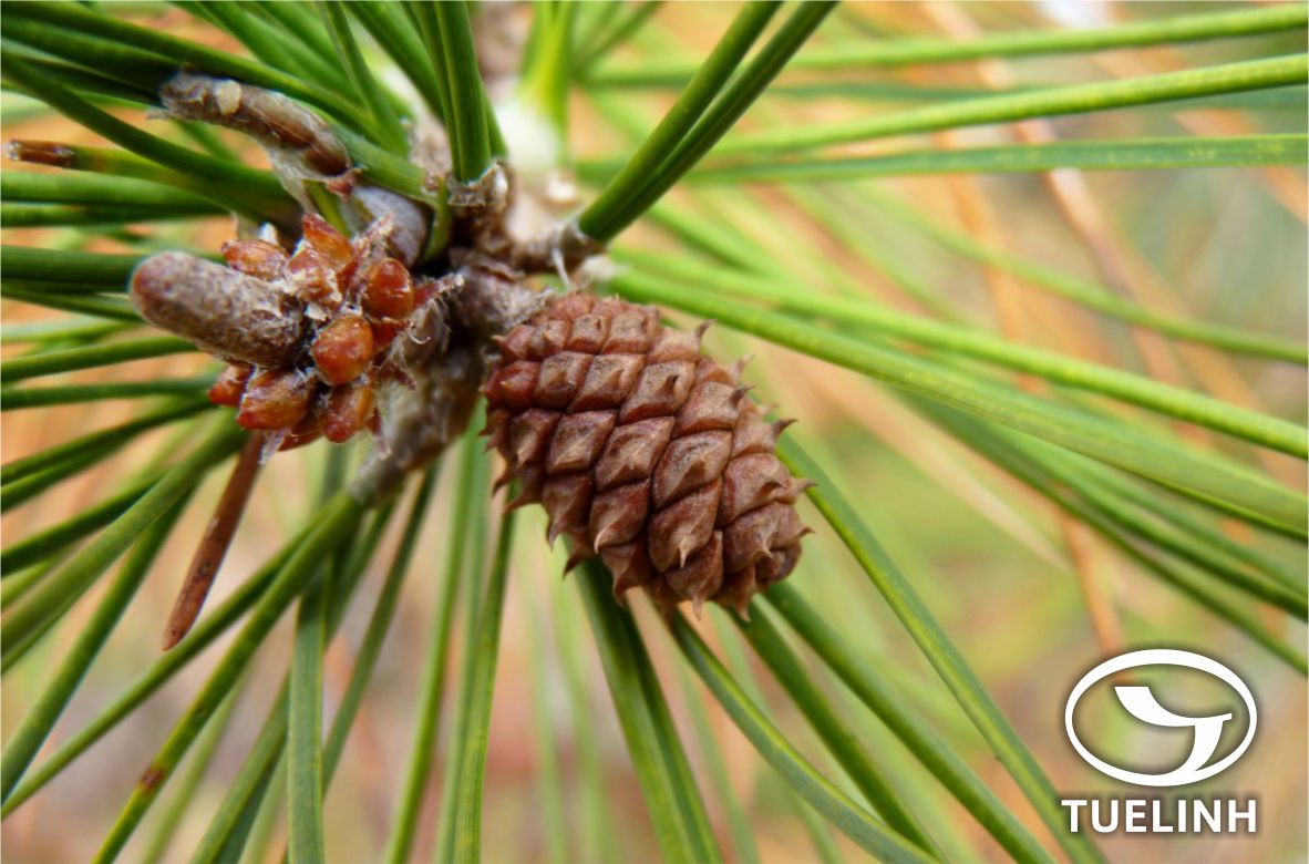 Pinus merkusii Jungh. et de Vriese 1