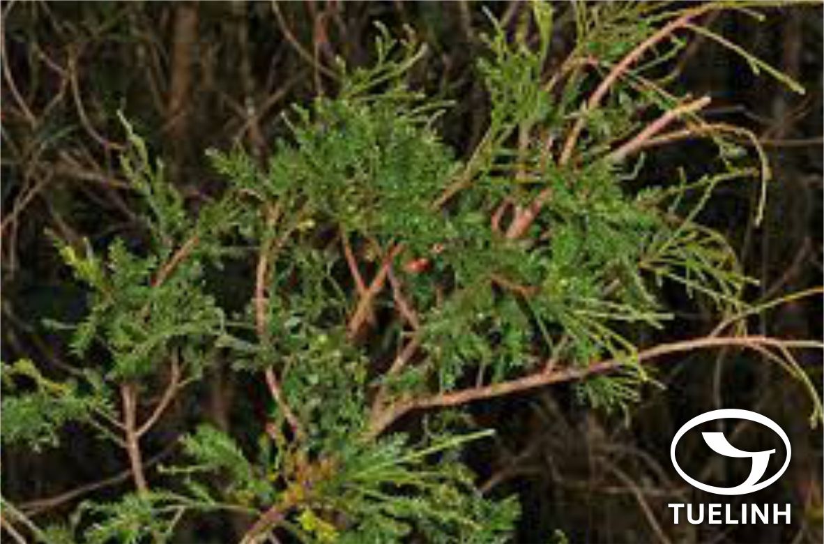 Dacrycarpus imbricatus (Blume) de Laub. 1 Dacrycarpus imbricatus (Blume) de Laub. 1