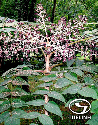 Aralia chinensis L. 1