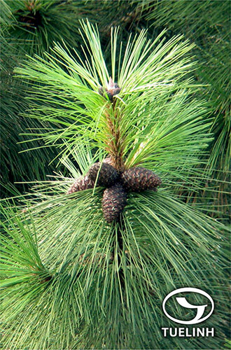 Pinus dalatensis Ferre 1 Pinus dalatensis Ferre 1