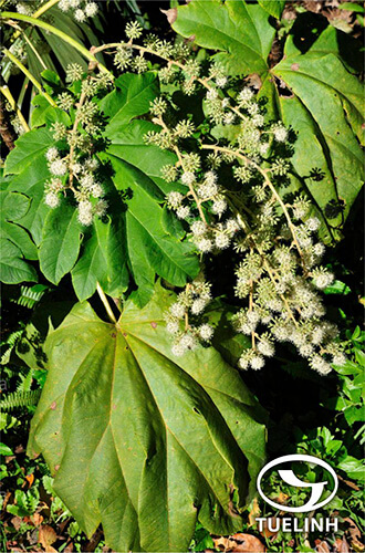 Tetrapanax papyrifer (Hook.) H. Koch 1