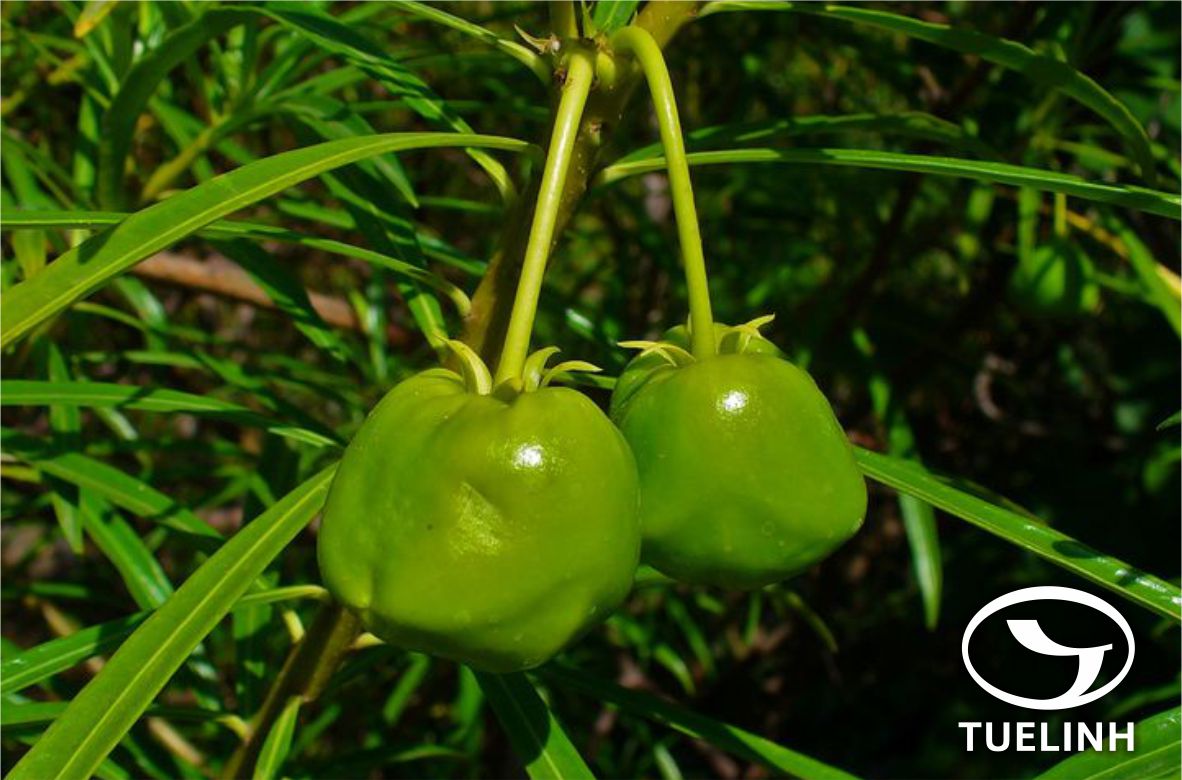Cascabela thevetia (L.) Lippold – Thevetia peruviana (Pers.) K. Schum. 1