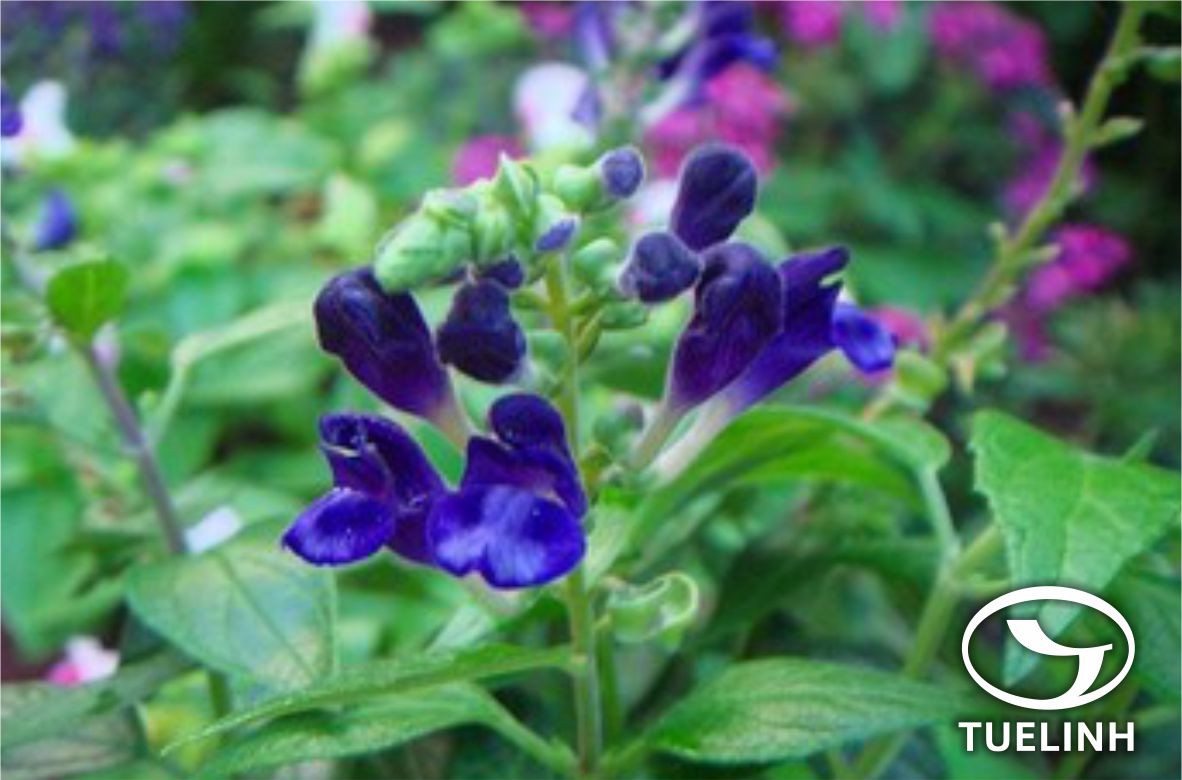 Scutellaria luzonica Rolfe 1 Scutellaria luzonica Rolfe 1