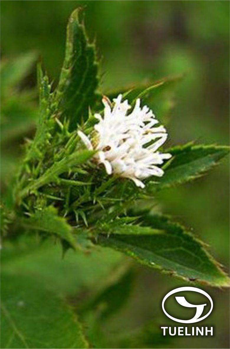 Atractylodes lancea (Thunb.) DC. 1 Atractylodes lancea (Thunb.) DC. 1