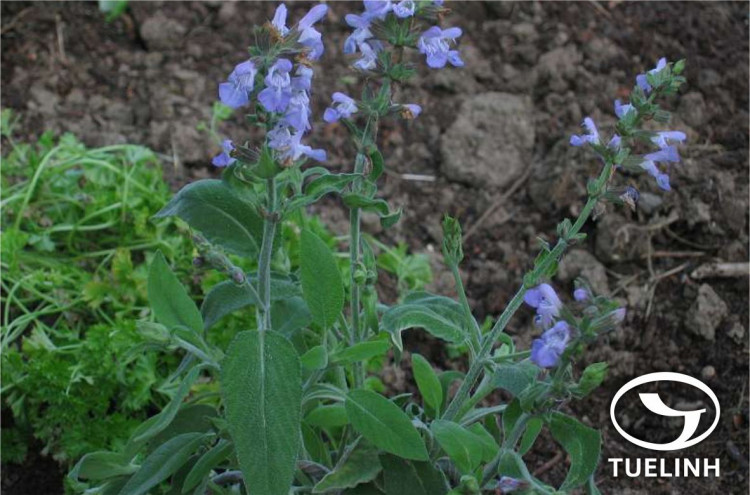 Mesona grandiflora Doan 1