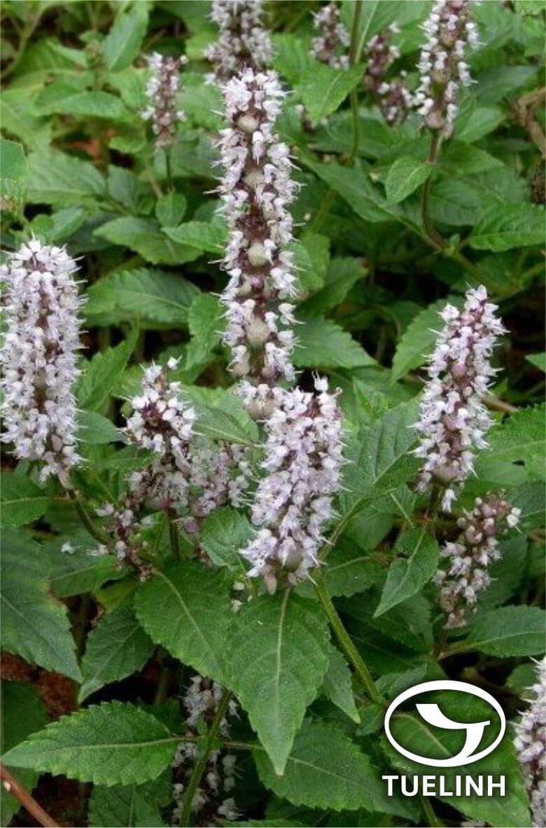 Mesona chinensis Benth. 1