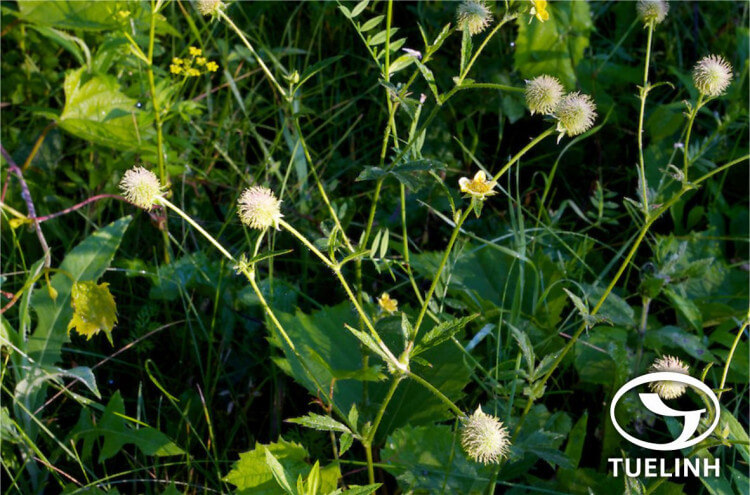 Geum aleppicum Jacq. 1