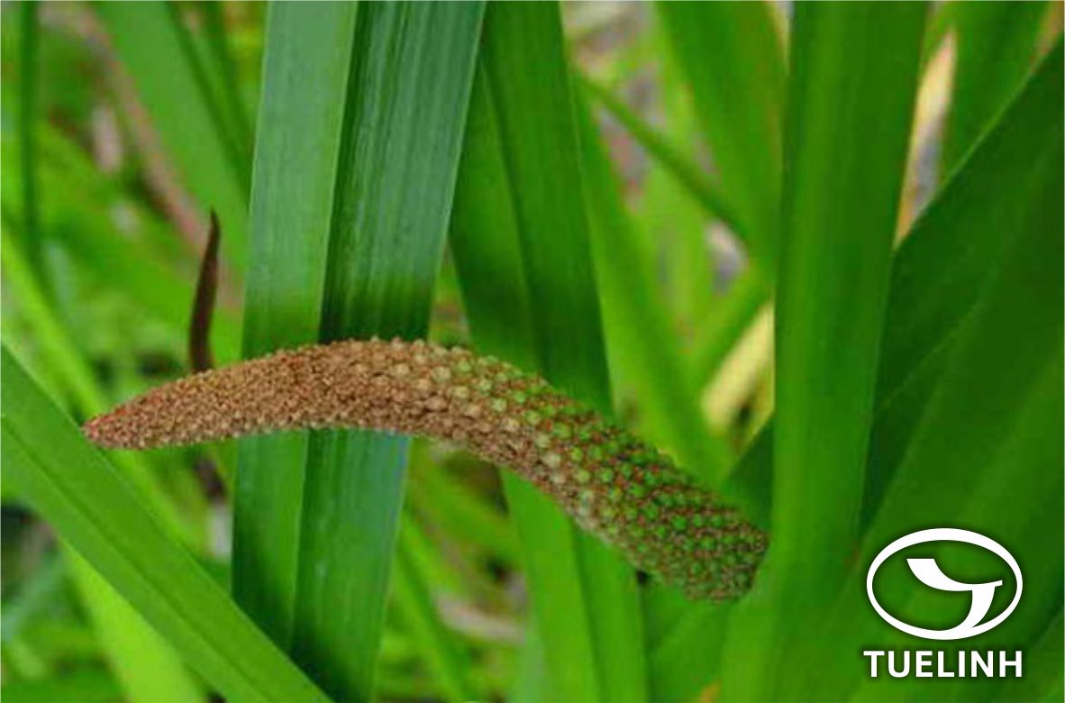 Acorus macrospadiceus (Yamamoto) F.N.Wei et Y. K.Li 1 Acorus macrospadiceus (Yamamoto) F.N.Wei et Y. K.Li 1