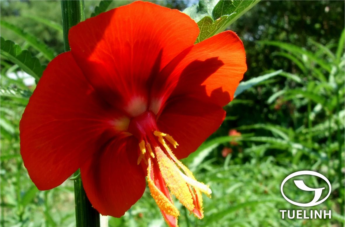 Pentapetes phoenicea L. 1