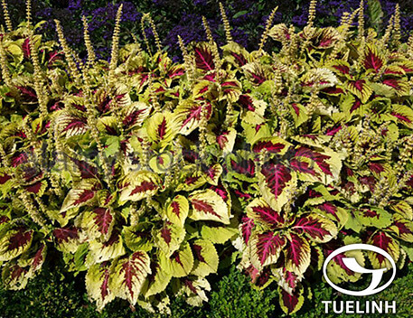 Plectranthus scutellarioides (L.) R. Br. 1 Plectranthus scutellarioides (L.) R. Br. 1