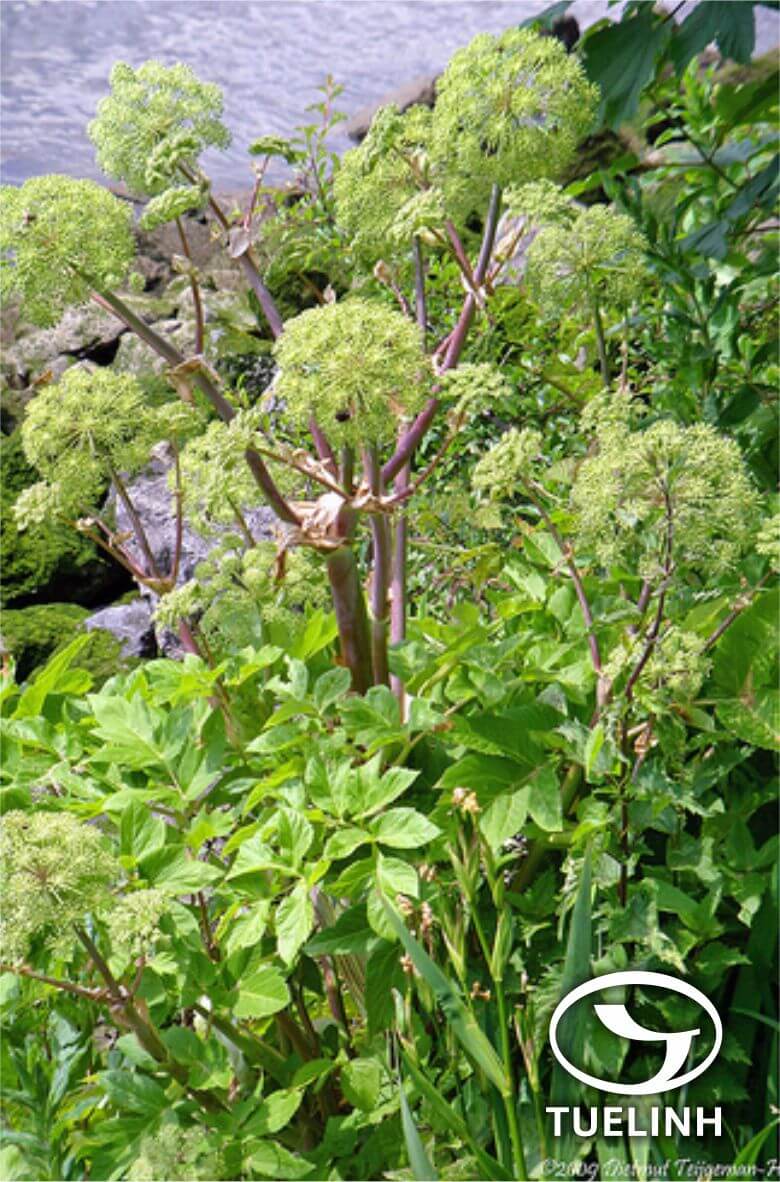 Angelica decursiva (Miq.) Franch. et Sav. 1