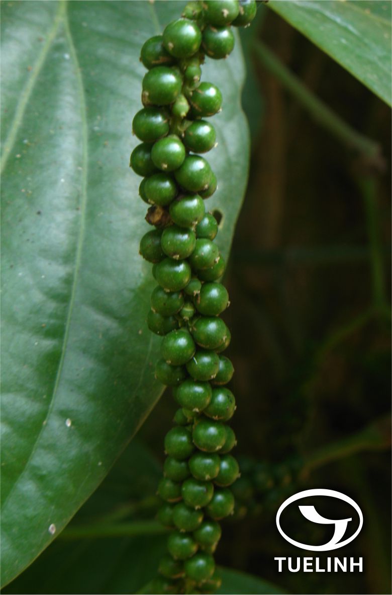 Piper boehmeriaefolium Wall. ex Miq. var. tonkinense C. DC. 1