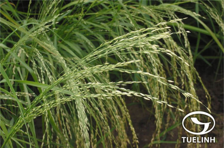 Eragrostis japonica (Thunb.) Trin 1 Eragrostis japonica (Thunb.) Trin 1