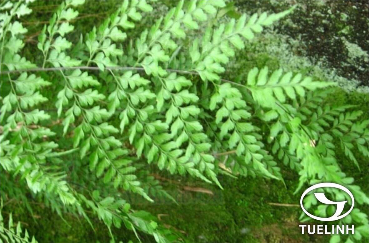 Asplenium pseudolaserpitiifolium Ching 1 Asplenium pseudolaserpitiifolium Ching 1