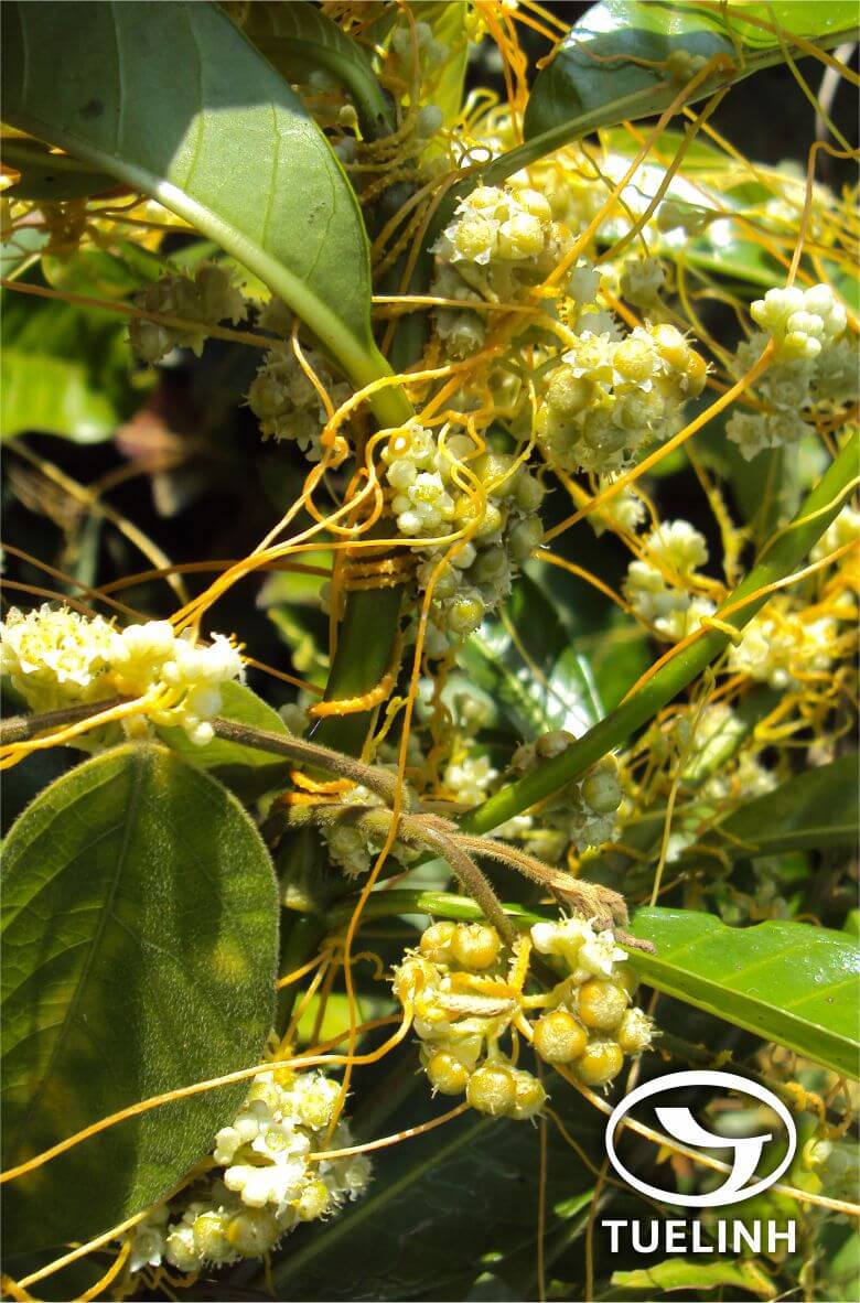 Cuscuta chinensis Lam. 1