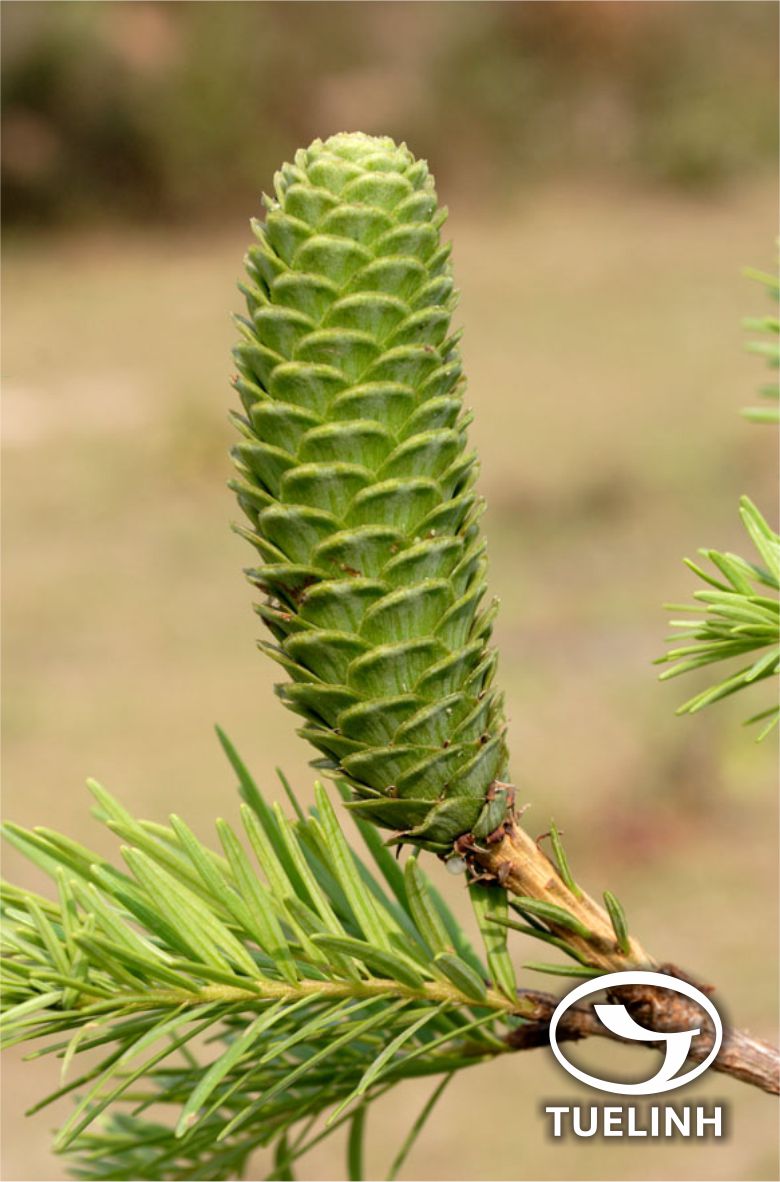 Keteleeria evelyniana Mast. 1