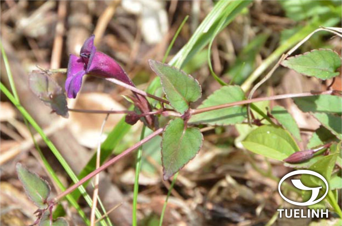 Torenia concolor Lindl. 1