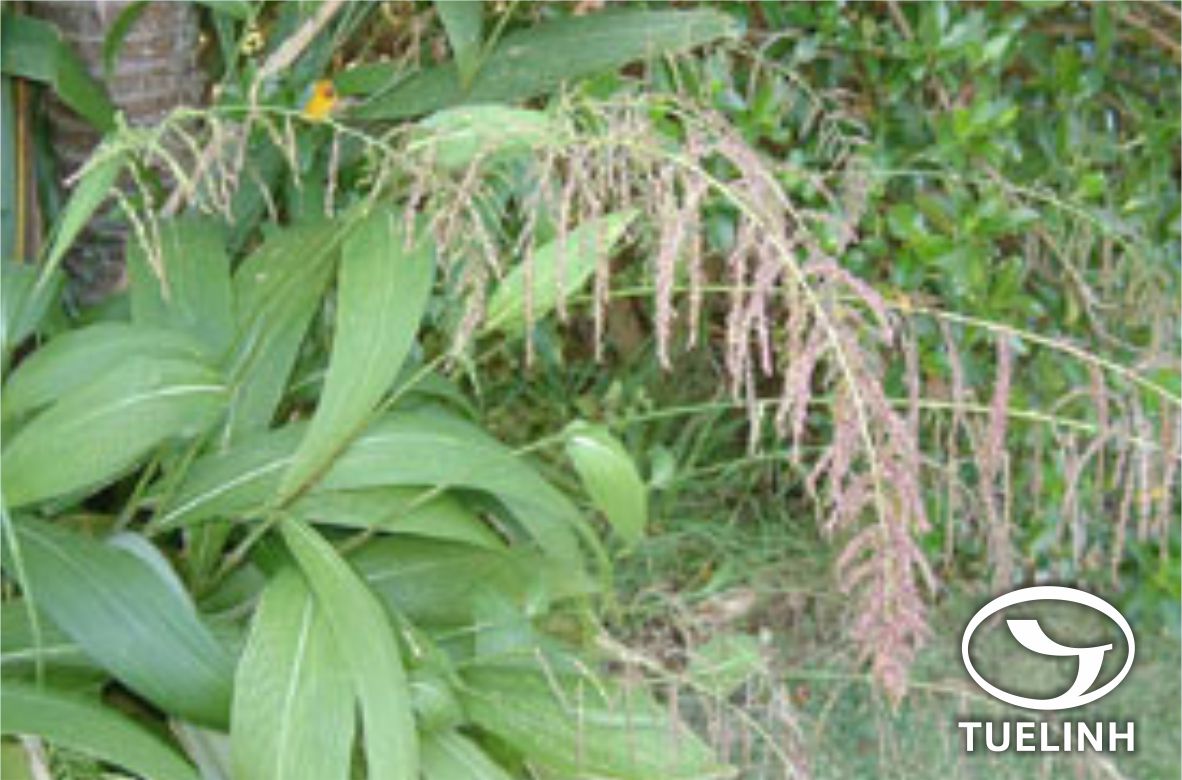 Setaria palmifolia (Koenig) Stapf 1 Setaria palmifolia (Koenig) Stapf 1