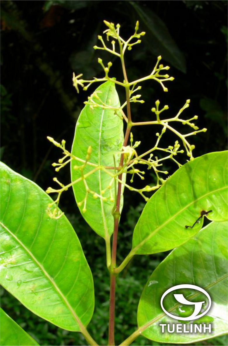 Anodendron manubriatum (Wall.) Merr. 1