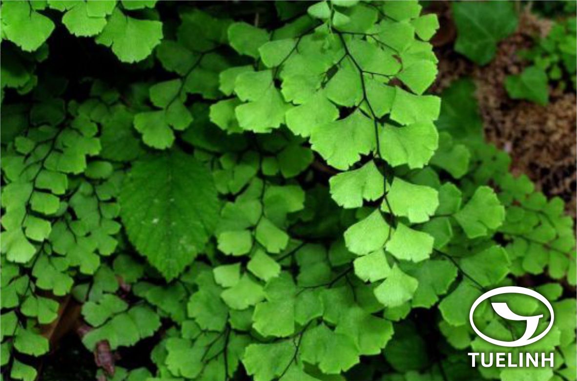 Adiantum capillus-veneris L. – Adiantum capillus Sw. 1 Adiantum capillus-veneris L. – Adiantum capillus Sw. 1