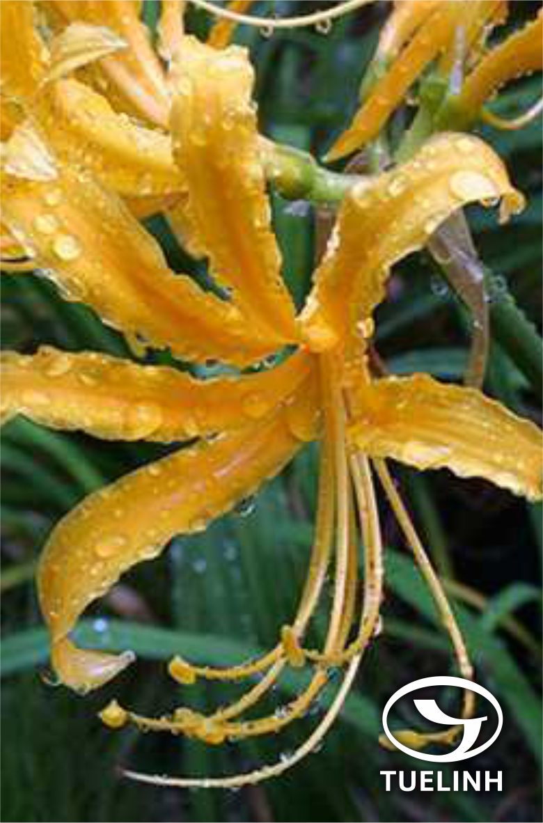 Lycoris aurea (L’Her.) Herb. 1