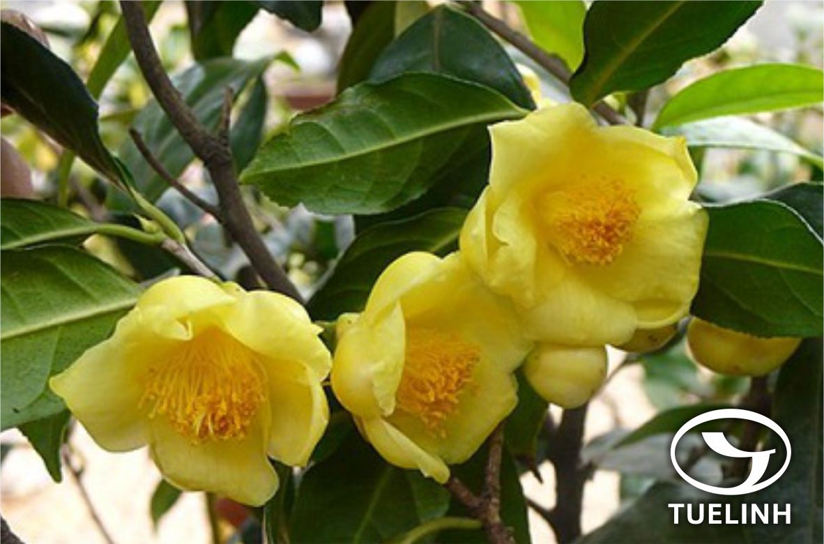 Camellia chrysantha (Hu) Tuyama 1 Camellia chrysantha (Hu) Tuyama 1