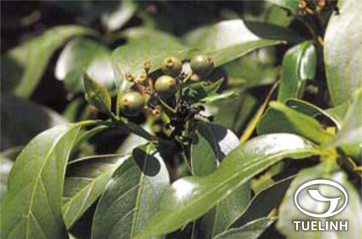 Tarena hoaensis Pitard 1 Tarena hoaensis Pitard 1