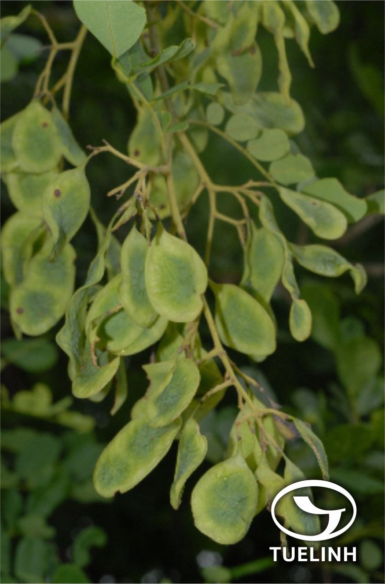 Dalbergia stipulacea Roxb. 1