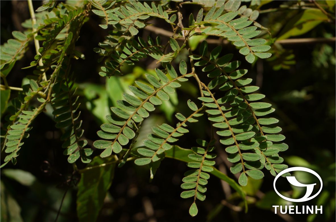 Dalbergia pinnata (Lour.) Prain 1