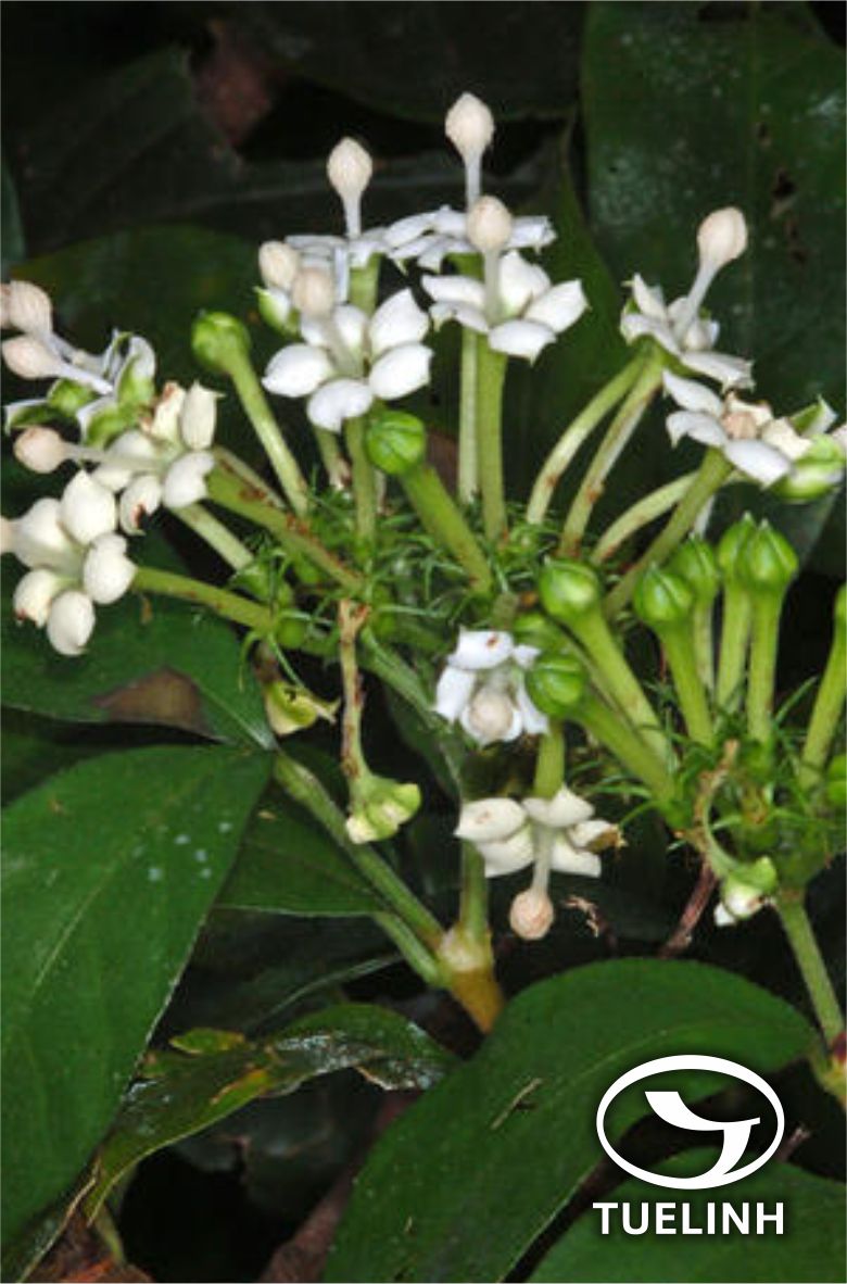Knoxia valerianoides Thorel ex Pitard 1