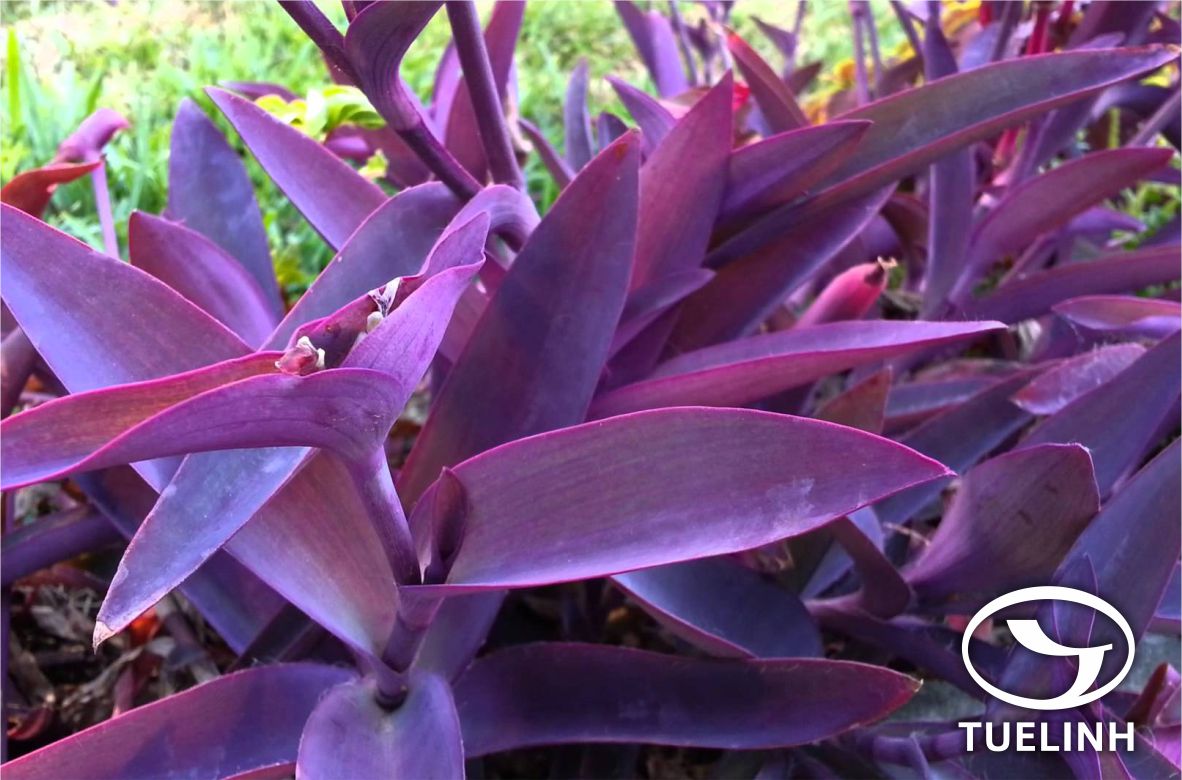 Tradescantia pallida (Rose) Hunt 1 Tradescantia pallida (Rose) Hunt 1