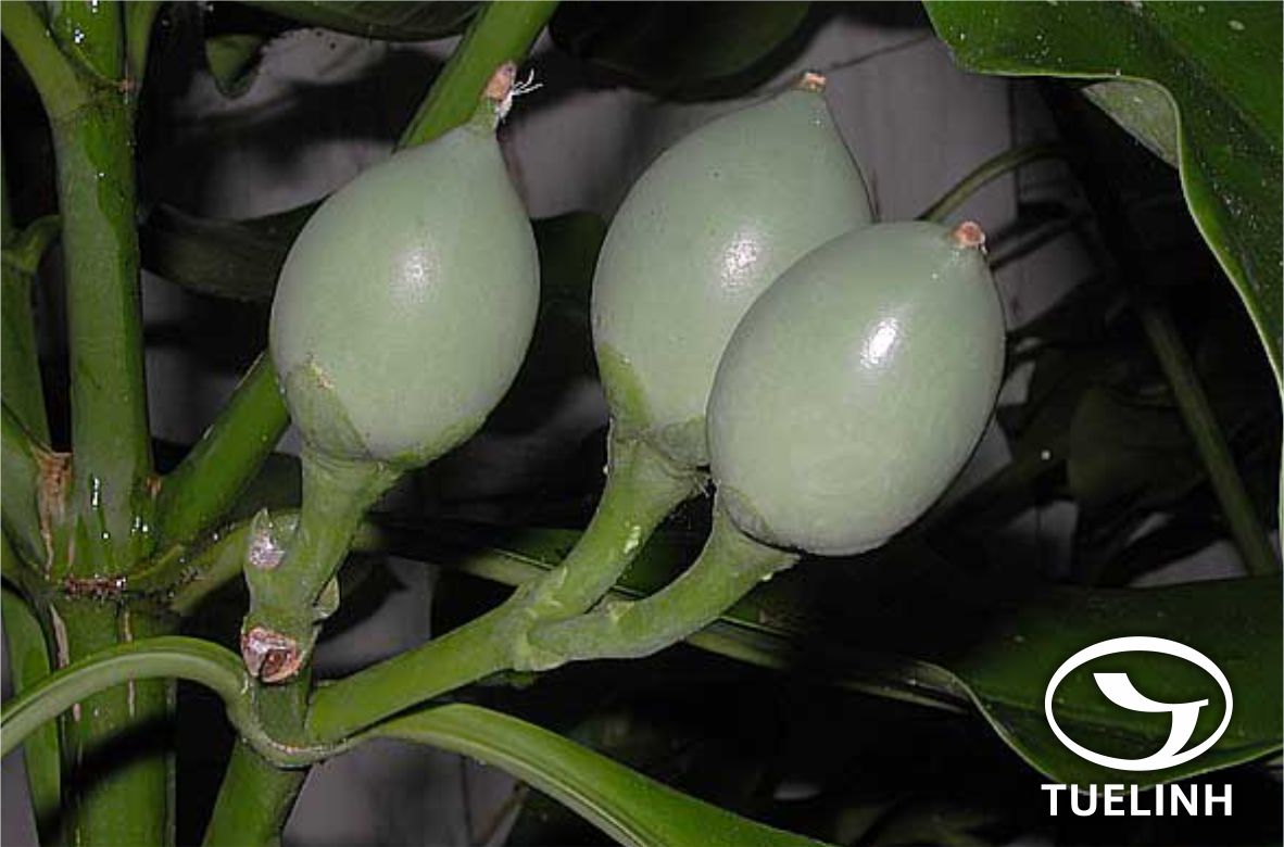 Fragraea racemosa Jack ex Wall. 1