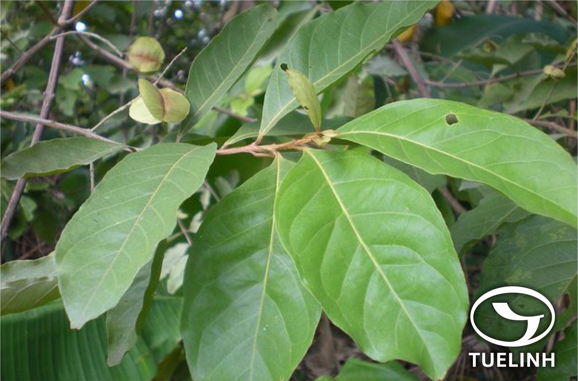 Combretum quadrangulare Kurz 1 Combretum quadrangulare Kurz 1