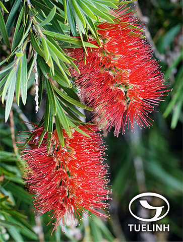 Callistemon citrinus (Curtis) Skeels 1