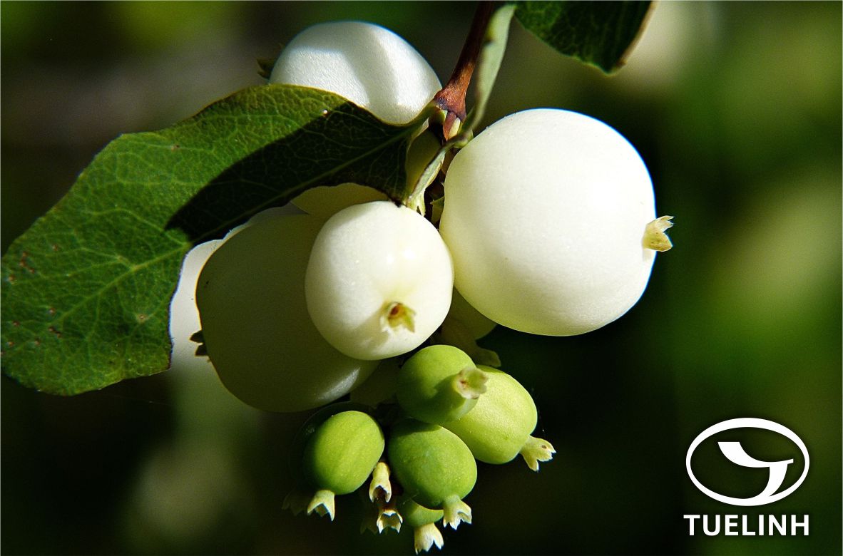 Syzygium zeylanicum (L.) DC. 1