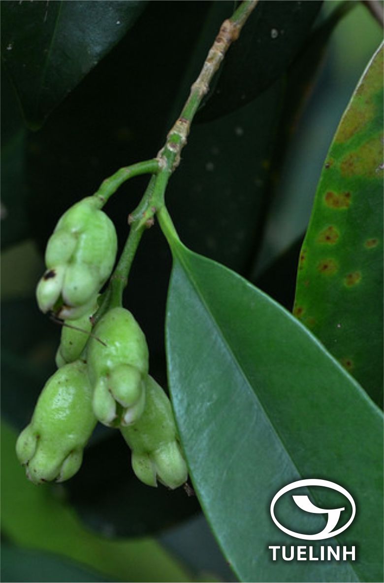 Syzygium wightianum Wall. ex Wight et Arn. 1 Syzygium wightianum Wall. ex Wight et Arn. 1