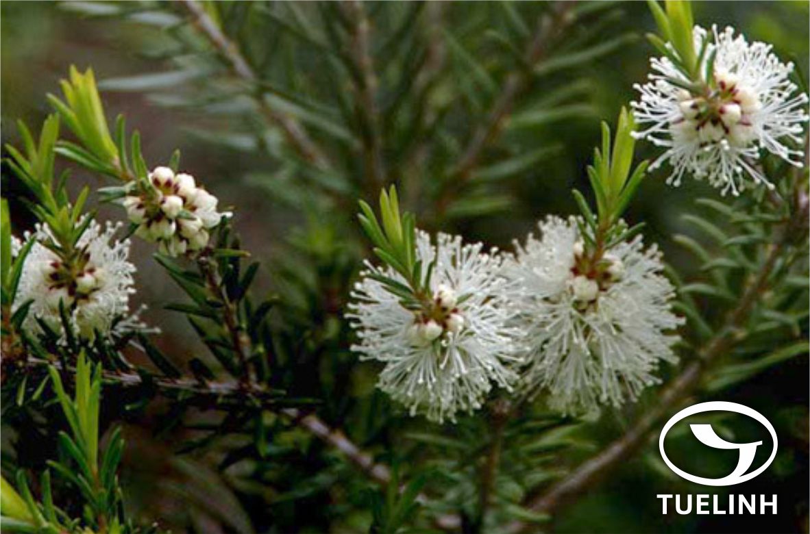 Melaleuca alternifolia Cheel 1