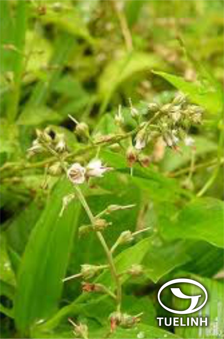 Lysimachia lobelioides Wall. 1 Lysimachia lobelioides Wall. 1